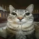 wxlfy7