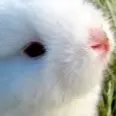 l3hu3l