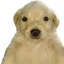 elgotyxd_34379 avatar