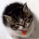 midarkthedev