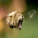 roslesigma_99193 avatar