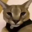 cat010297 avatar