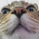 noctiluci