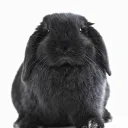 evilblackbunny