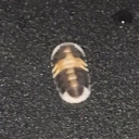 thirdjoblord's Avatar