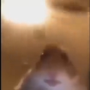 hampter0256_73589's avatar