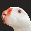 goosewoman