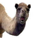 wh00t