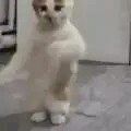 xvarvr