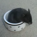 .anibanani.
