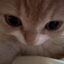 Avatar dewelopera zielson08 na Discordzik.pl