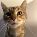 orangecatfan13