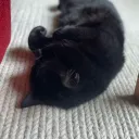 vilkkunopo_55332 avatar