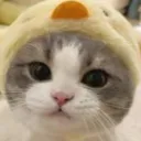 bearzyofbears avatar