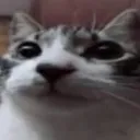 gatitosmaumau avatar