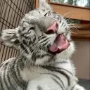 lulu_tigress_2000 avatar