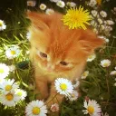 w_hitecat