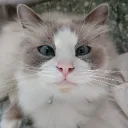 imsillykatty