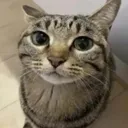 watermelen_cat