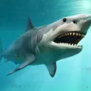 otodusmegalodonishere