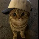 avalon.k