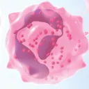 sirneutrophilly