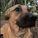 alexmilanesa69 avatar