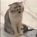 bsbsjs0326_38929