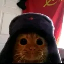 marcocat14 avatar