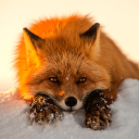 TNFox1010 member profile picture