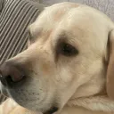 mr_daaawwgg