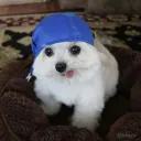 wolfixq