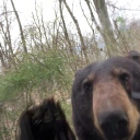 avatar cearbear_
