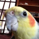 systemdbird