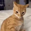 lucas_farrugia avatar