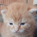 danilo0090933