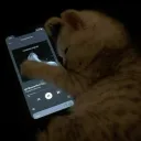 music_cat3