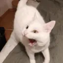 elliealake