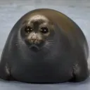roboshubi