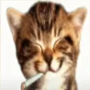catonthenapkin