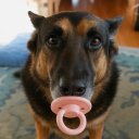 avatar doggydogdogdog