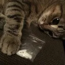 bluntpaws