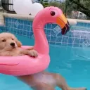 fartseason