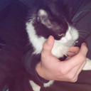avatar s
