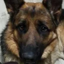 daniel._.xdpro avatar