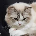 capyuwu_unicorn avatar