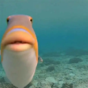 vladimir-ilyich-ulyanov1938's avatar