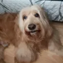 geronimoballanti_66275 avatar