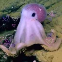 violettstxrr