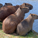 Sr Capivara